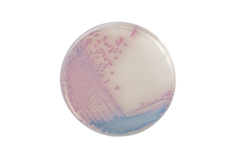 CHROMagar™ Salmonella