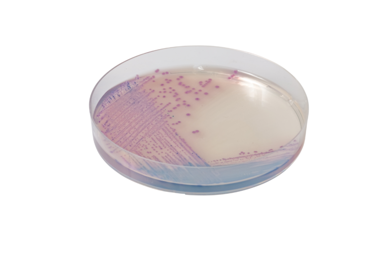 CHROMagar™ Salmonella