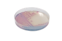 CHROMagar™ Salmonella