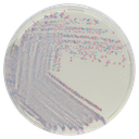 CHROMagar™ Staphylococcus, 5000 mL Pack