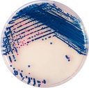 CHROMagar™ StrepB Kit