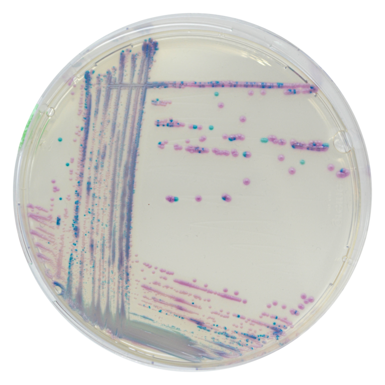 CHROMagar™ Streptococcus Kit, 5000 mL Pack (Base medium + Supplement)