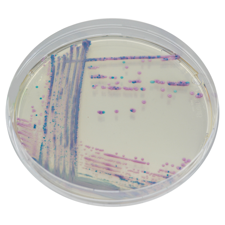 CHROMagar™ Streptococcus Kit, 5000 mL Pack (Base medium + Supplement)