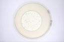 CHROMagar™ TBX, 5000 mL Pack