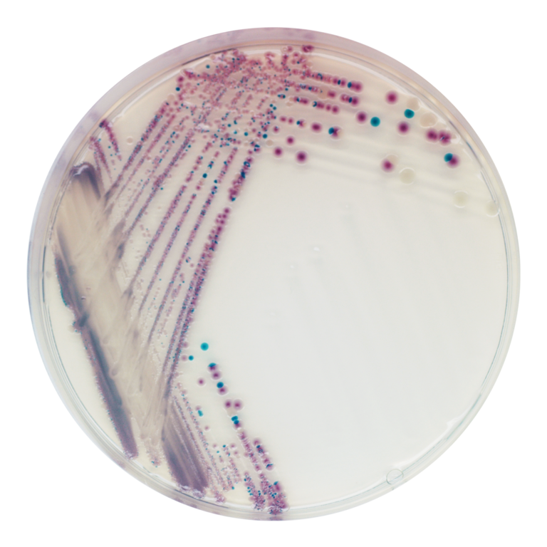 CHROMagar™ Vibrio Kit