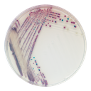 CHROMagar™ Vibrio Kit