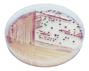CHROMagar™ Vibrio Kit