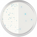 CHROMagar™ TBX (Powder Pack, 500G)