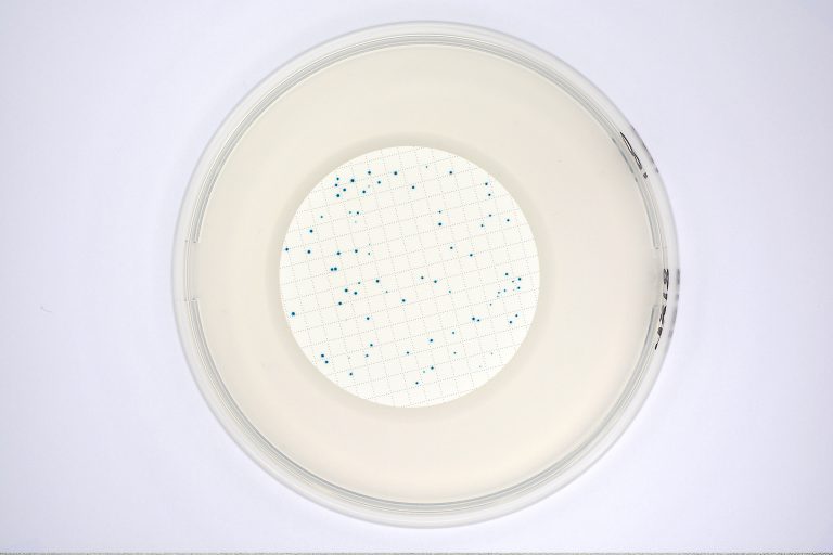 CHROMagar™ TBX (Powder Pack, 500G)