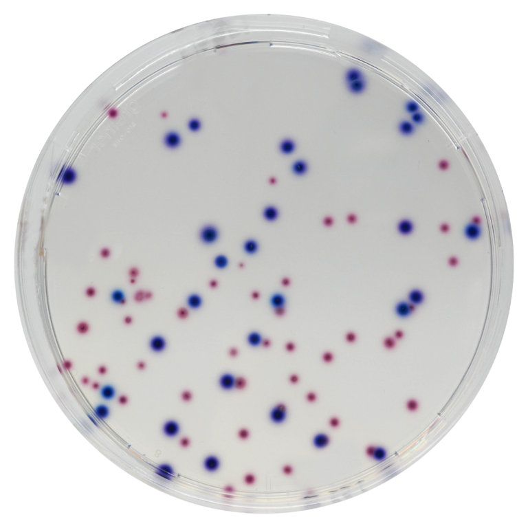 CHROMagar™ CCA (Powder Pack, 500G)