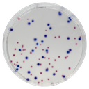CHROMagar™ CCA (Powder Pack, 500G)