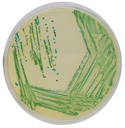 CHROMagar™ Cronobacter