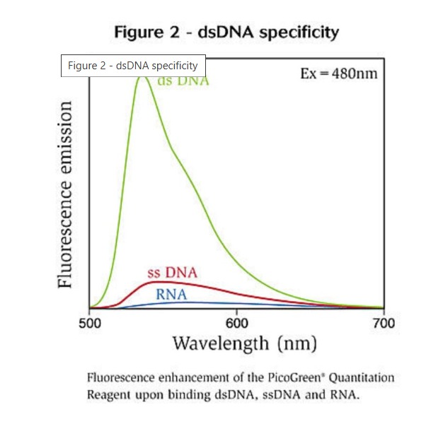 Invitrogen™ Quant-iT™ PicoGreen™ dsDNA Reagent, 50 pg to 2 μg