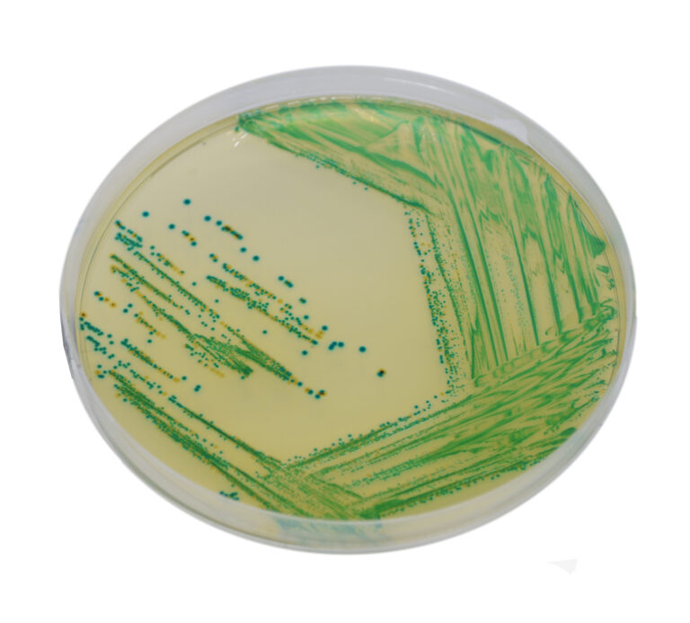 CHROMagar™ Cronobacter