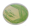 CHROMagar™ Cronobacter