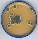 Millipore® Sabouraud Dextrose Agar, GranuCult® plus, with Dextrose 4 %, Chloramphenicol, EP, USP, JP, granular