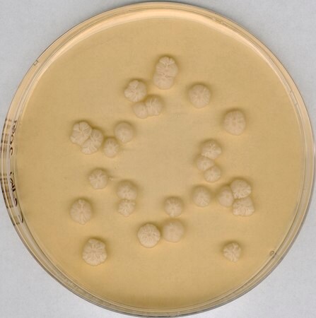 Millipore® Sabouraud Dextrose Agar, GranuCult® plus, with Dextrose 4 %, Chloramphenicol, EP, USP, JP, granular