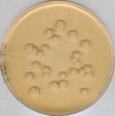 Millipore® Sabouraud Dextrose Agar, GranuCult® plus, with Dextrose 4 %, Chloramphenicol, EP, USP, JP, granular