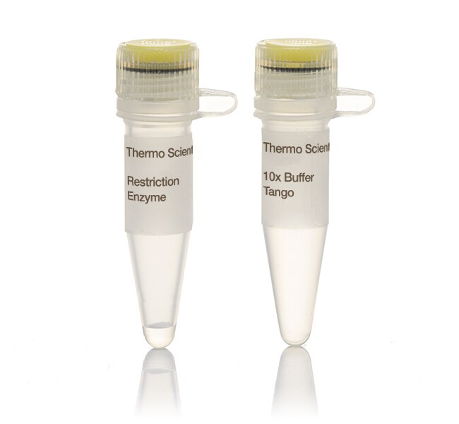 Thermo Scientific™ BcuI (SpeI) (10 U/μL)