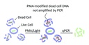 PMA (Propidium monoazide) DNA/RNA binding dye