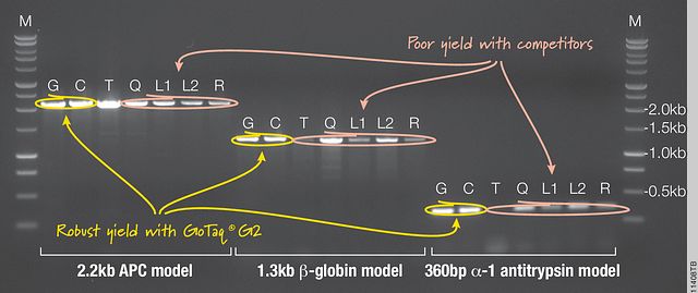 GoTaq® G2 Flexi DNA Polymerase