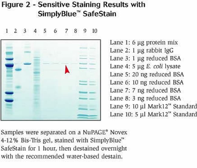 Invitrogen™ SimplyBlue™ SafeStain, 1X ready-to-use 