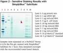 Invitrogen™ SimplyBlue™ SafeStain, 1X ready-to-use 