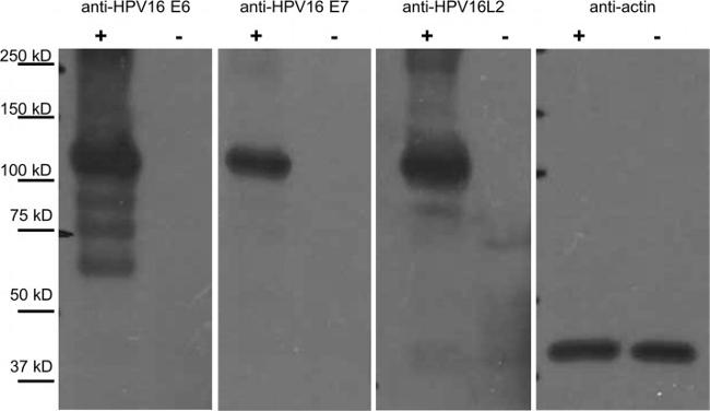Thermo Scientific™ Invitrogen™ HPV Type 16 E7 Monoclonal Antibody (8C9), 50 µg