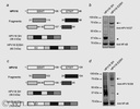 Thermo Scientific™ Invitrogen™ HPV Type 16 E7 Monoclonal Antibody (8C9), 50 µg