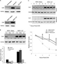 Thermo Scientific™ Invitrogen™ HPV Type 16 E7 Monoclonal Antibody (8C9), 50 µg