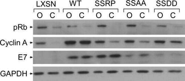 Thermo Scientific™ Invitrogen™ HPV Type 16 E7 Monoclonal Antibody (8C9), 50 µg
