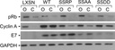 Thermo Scientific™ Invitrogen™ HPV Type 16 E7 Monoclonal Antibody (8C9), 50 µg
