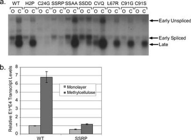 Thermo Scientific™ Invitrogen™ HPV Type 16 E7 Monoclonal Antibody (8C9), 50 µg