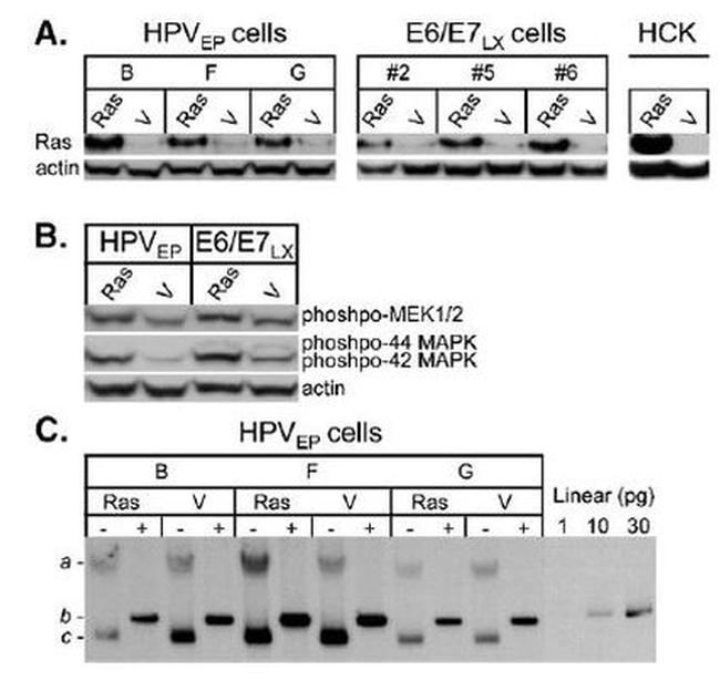 Thermo Scientific™ Invitrogen™ HPV Type 16 E7 Monoclonal Antibody (8C9), 50 µg