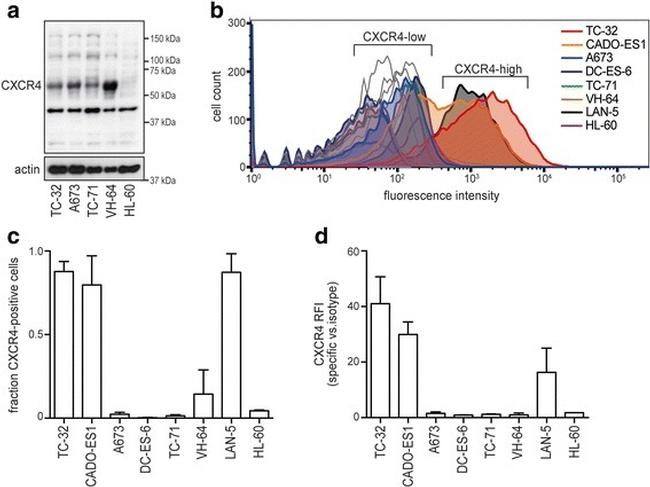 Thermo Scientific™ Invitrogen™ eBioscience™ CD184 (CXCR4) Monoclonal Antibody (12G5), APC, for 100 Tests
