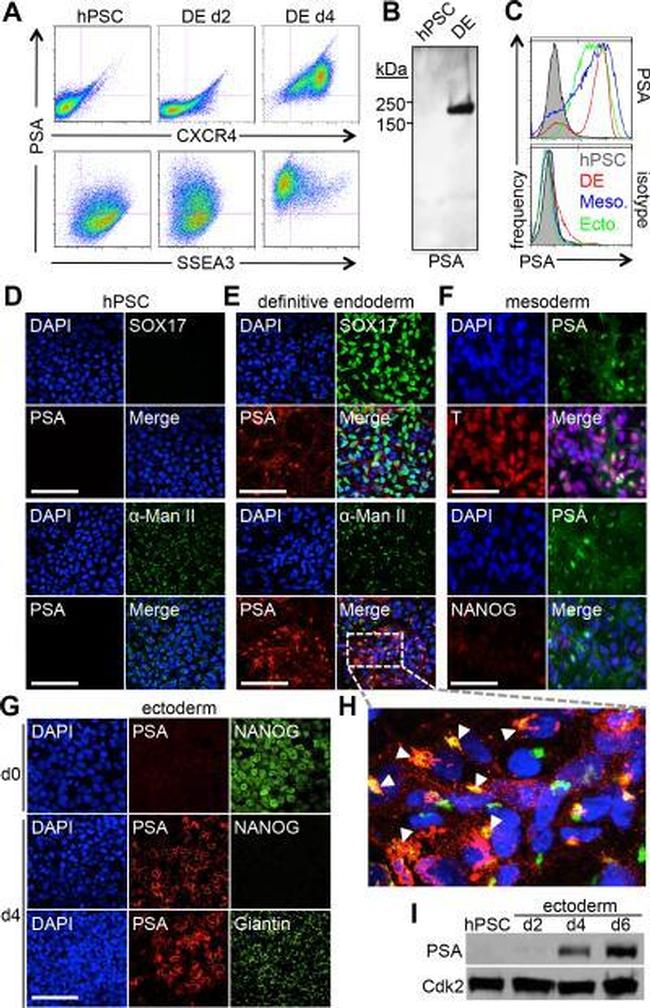 Thermo Scientific™ Invitrogen™ eBioscience™ CD184 (CXCR4) Monoclonal Antibody (12G5), APC, for 100 Tests