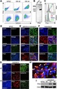 Thermo Scientific™ Invitrogen™ eBioscience™ CD184 (CXCR4) Monoclonal Antibody (12G5), APC, for 100 Tests