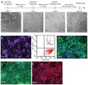 Thermo Scientific™ Invitrogen™ eBioscience™ CD184 (CXCR4) Monoclonal Antibody (12G5), APC, for 100 Tests