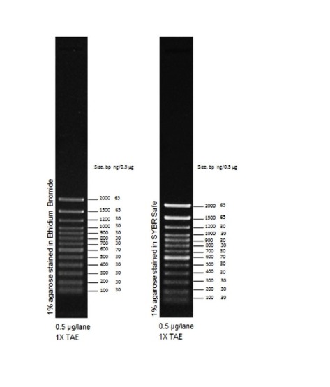 Invitrogen™ TrackIt™ 100 bp DNA Ladder, 50 µg with  6X Loading Buffer