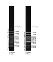Invitrogen™ TrackIt™ 100 bp DNA Ladder, 50 µg with  6X Loading Buffer