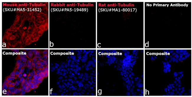 Invitrogen™ Goat anti-Mouse IgG (H+L) Highly Cross-Adsorbed Secondary Antibody, Alexa Fluor™ Plus 594, 1mg