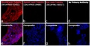 Invitrogen™ Goat anti-Mouse IgG (H+L) Highly Cross-Adsorbed Secondary Antibody, Alexa Fluor™ Plus 594, 1mg