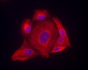 Invitrogen™ Goat anti-Mouse IgG (H+L) Highly Cross-Adsorbed Secondary Antibody, Alexa Fluor™ Plus 594, 1mg