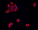Invitrogen™ Goat anti-Mouse IgG (H+L) Highly Cross-Adsorbed Secondary Antibody, Alexa Fluor™ Plus 594, 1mg