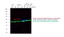 Invitrogen™ Goat anti-Mouse IgG (H+L) Highly Cross-Adsorbed Secondary Antibody, Alexa Fluor™ Plus 594, 1mg