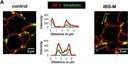 Invitrogen™ Goat anti-Mouse IgG (H+L) Highly Cross-Adsorbed Secondary Antibody, Alexa Fluor™ Plus 594, 1mg