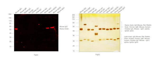 Invitrogen™ Goat anti-Mouse IgG (H+L) Highly Cross-Adsorbed Secondary Antibody, Alexa Fluor™ Plus 594, 1mg
