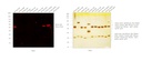Invitrogen™ Goat anti-Mouse IgG (H+L) Highly Cross-Adsorbed Secondary Antibody, Alexa Fluor™ Plus 594, 1mg
