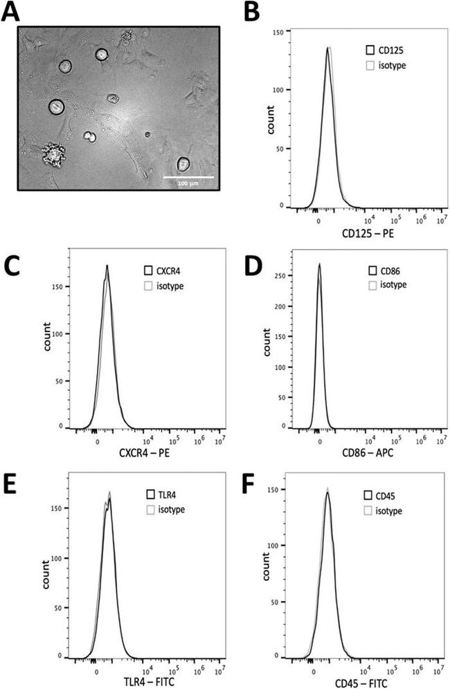 Invitrogen™ eBioscience™ CD184 (CXCR4) Monoclonal Antibody (12G5), PE-Cyanine7, for 100 Tests