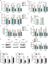 Invitrogen™ eBioscience™ CD184 (CXCR4) Monoclonal Antibody (12G5), PE-Cyanine7, for 100 Tests
